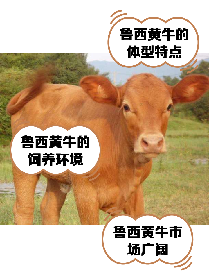 河南最新医保取现黄牛方法分析(最方便真实的河南医保取现黄牛怎么取方法)